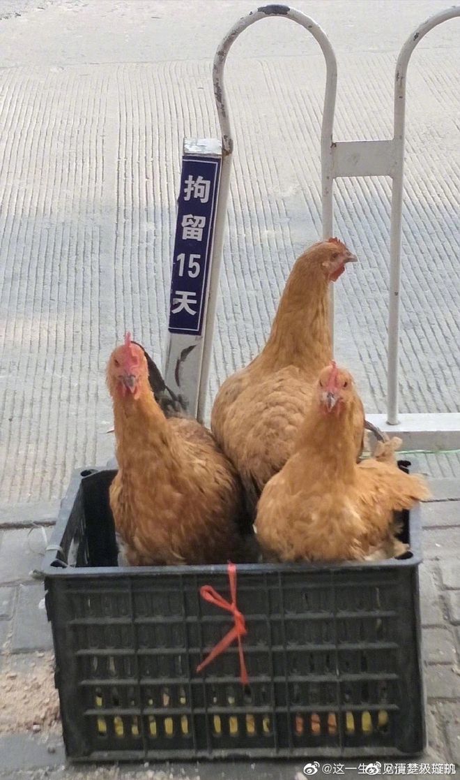快手视频怎么配音？轻松搞定，让你的作品更具吸引力！