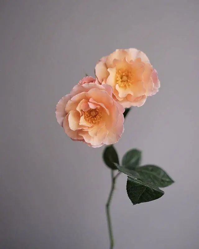 抖音上如何购买：简单又快捷的购物指南