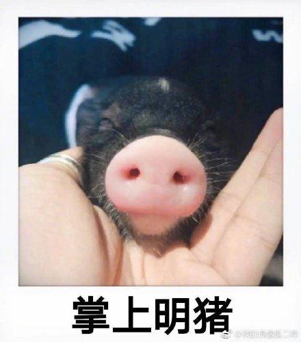 抖音如何养猪：从养殖小白到专业猪场主的秘籍