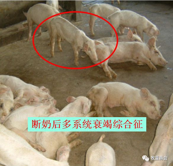 抖音如何养猪：从养殖小白到专业猪场主的秘籍